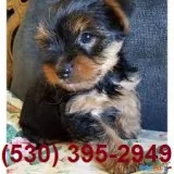 Prepossessing yorkie puppies 2 available