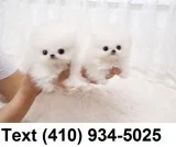 T-cup pomeranian puppies for sale