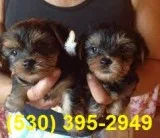 Great admiration yorkie puppies ready