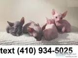 Lovely sphynx kittens for sale