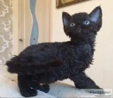 Devon rex kittens available 