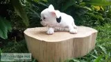French bulldog for sale $2000