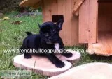 French bulldog puppies $2000 florida