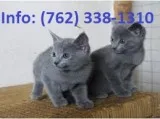 Tdnkd russian blue kittens for sale 