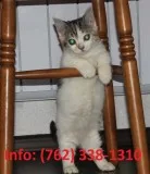 Wmghv munchkin kittens for sale 