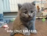 Dhczb russian blue kittens for sale