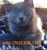 Plskr russian blue kittens for sale