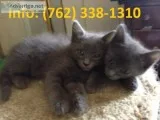 Yfnks russian blue kittens for sale 