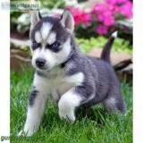 Siberian husky puppies ready for a home 
