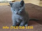 Esgfj russian blue kittens for sale 