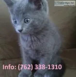 Hdkwz russian blue kittens for sale