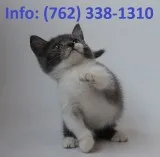 Jzdkd munchkin kittens for sale