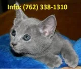 Cdlg russian blue kittens for sale 