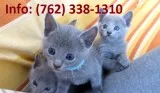 Cfrlb russian blue kittens for sale