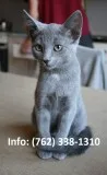 Nlfti russian blue kittens for sale