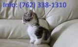 Kndbe munchkin kittens for sale