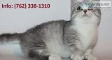 Yjnvc munchkin kittens for sale