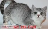 Drtup munchkin kittens for sale