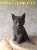 Msgly russian blue kittens for sale