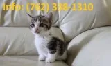Wsfct munchkin kittens for sale