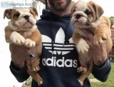 Stunning healthy english bulldog puppies