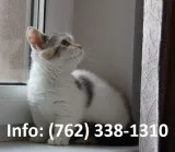 Aswhc munchkin kittens for sale