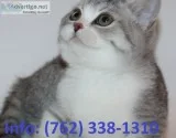 Vytks munchkin kittens for sale