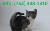 Bdgro munchkin kittens for sale