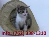 Veknr munchkin kittens for sale