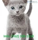 Zslyt russian blue kittens for sale 