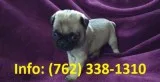 Gkalw pug puppies for sale