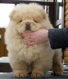 Beautiful female chow chow puppy 