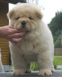 New arrive chow chow puppies ready 