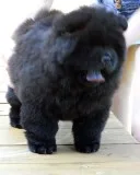 Akc papers chow chow puppies 