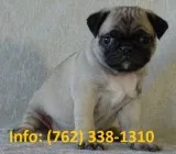 Jlwbsx pug puppies for sale