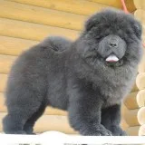  litter turned out chow chow puppies 