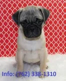 Hwksd pug puppies for sale
