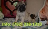 Xcnrm pug puppies for sale