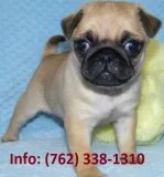 Ldbeh pug puppies for sale