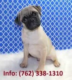 Fwxng pug puppies for sale