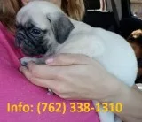 Drkcg pug puppies for sale