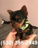 Df superb yorkie puppies available now