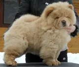 Chapionyorkie terrier puppies