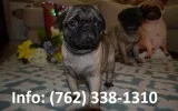 Ydmhl pug puppies for sale