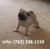 Zmdjs pug puppies for sale