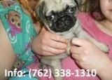 Rftks pug puppies for sale