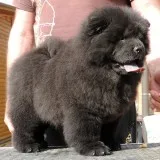 Cute chow chow puppies 