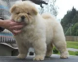  so beautiful, chow chow pupps