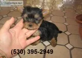 Breathtaking yorkie puppies male/female