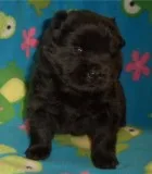 Akc black, chow chow puppies for sale